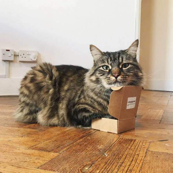 Для поимки кота нужна коробка. Размер не имеет значения.