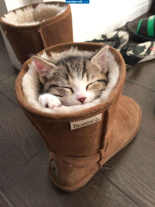 Кот в сапоге