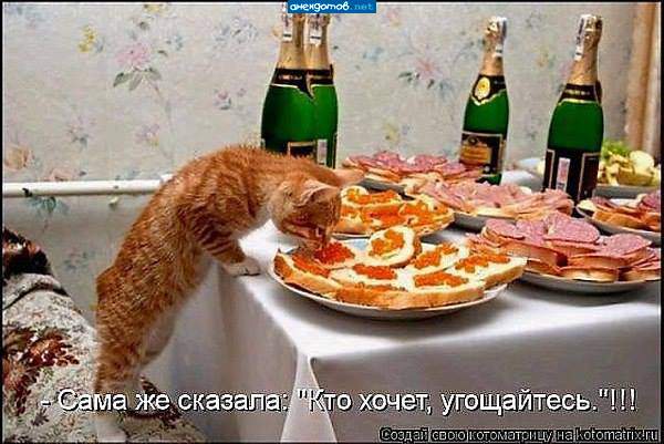 А как ваш кот встретил Новый год?