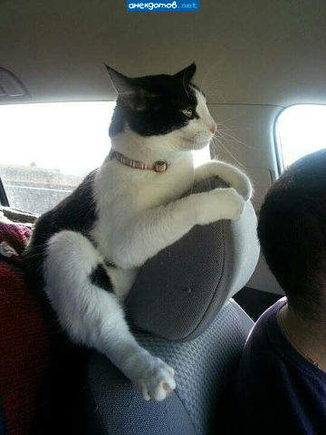 Смотрящий...