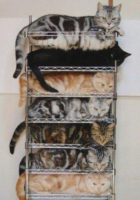 Котэ.rar