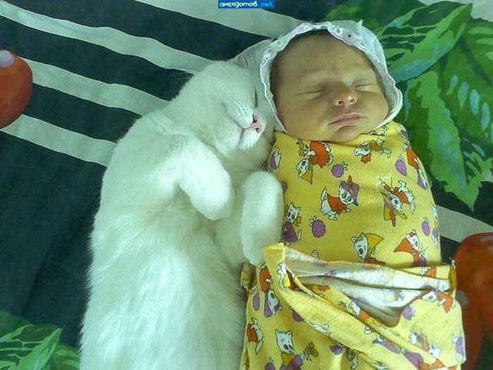 Халк-младенец и Халк-кот .
