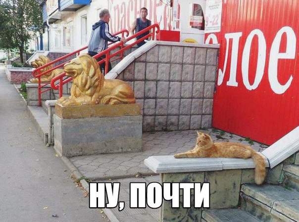 Львы крашеные, а я - чистое золото!