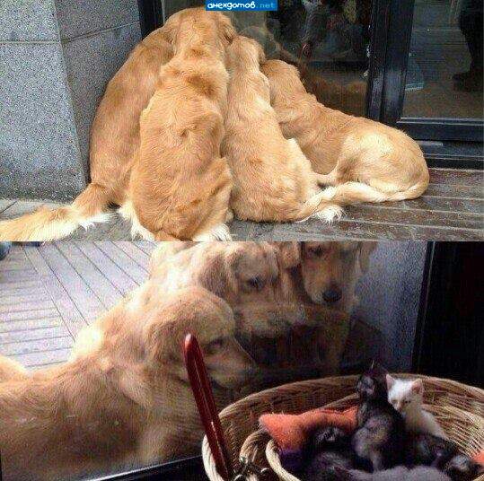 За стеклом...