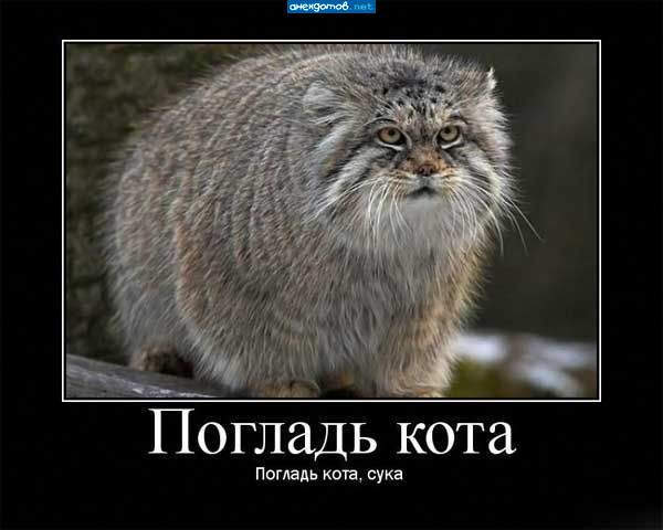 погладить можно,но только один раз))))))))))))