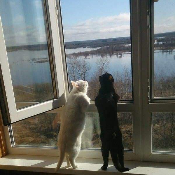 Хорошо летят, косяком. Косяком это хорошо, без косяка плохо.