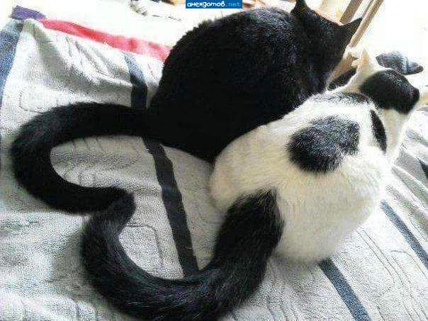 кошачье сердце