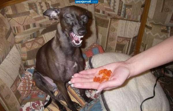 Икра? Красная? А-ха-ха-ха