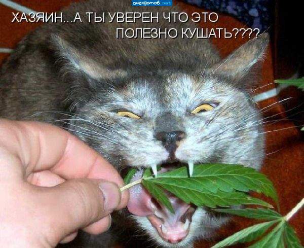 А точно будет весело?