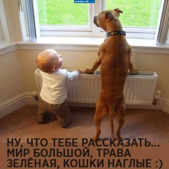 Дневной дозор