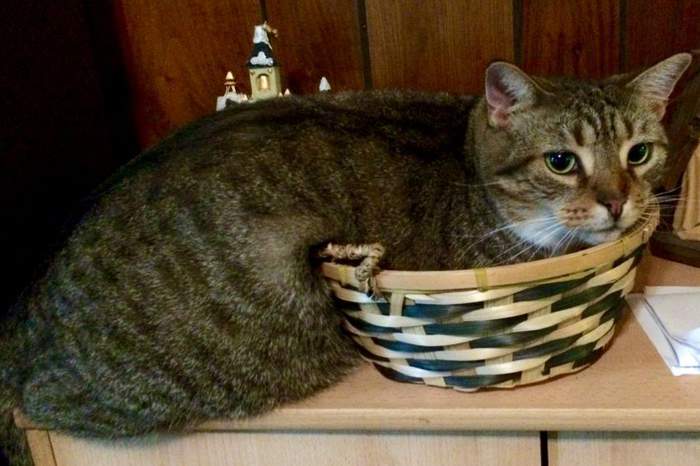 Когда я был котенком, то помещался целиком!