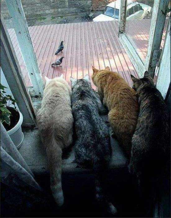 мужики, это курица? - не, это хаваецца!