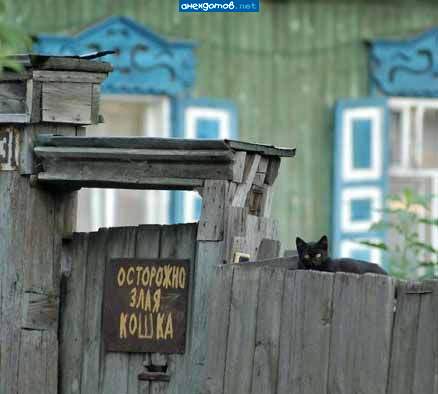 и сама написала