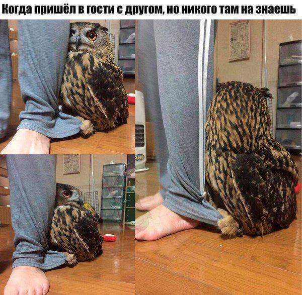 Незнакомое дупло