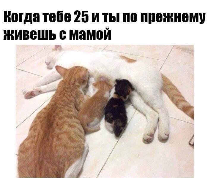 Пока кошка спит и Папаша присосался