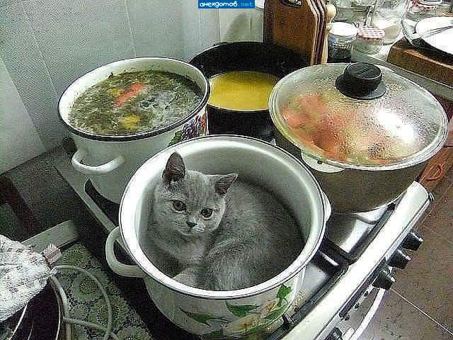 Суп с котом