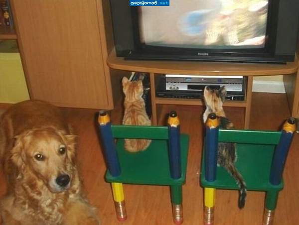 Ну нянька я, нянька. Вот включил мультики, присматриваю.