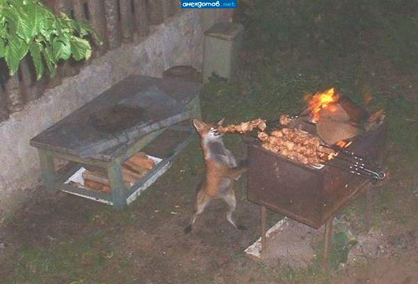 Вы как хотите, мой готов,