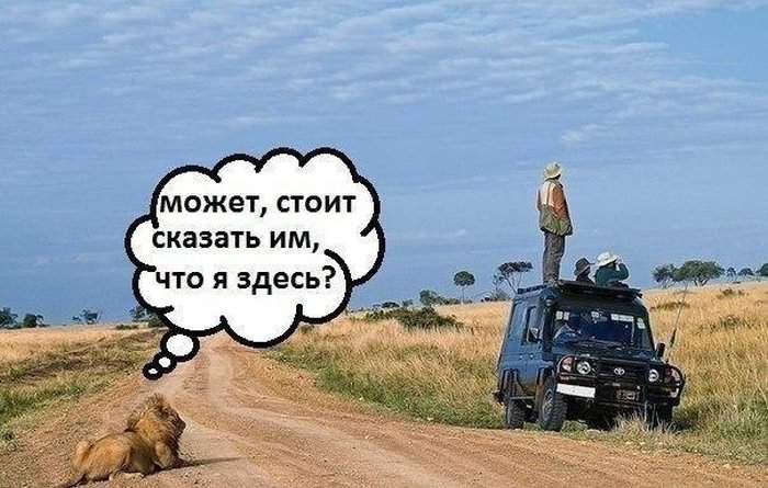 лев где-то рядом, я его задницей чувствую!