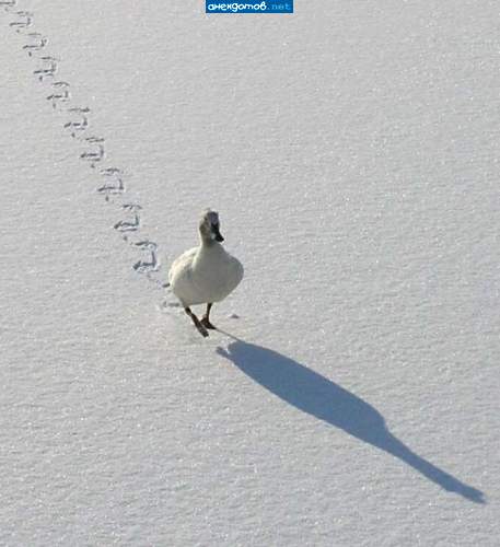 ������� ���������� | Funny Photo