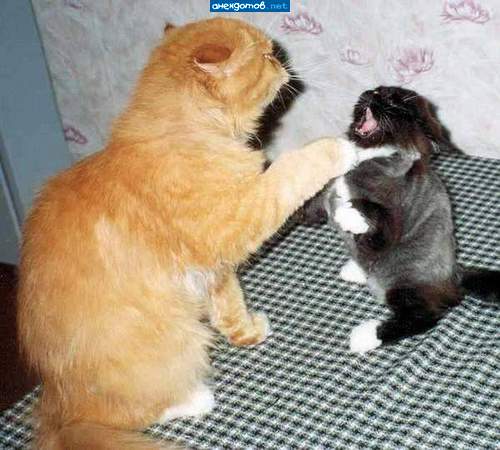 молчать!!!!!!!!!!!! животное.....