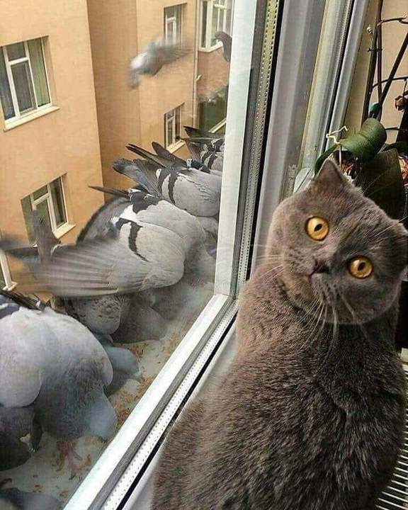 вот так выглядит кошачий инсульт
