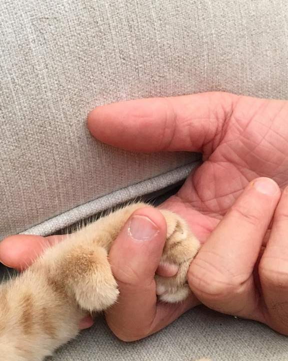 ты котяря, я котяра