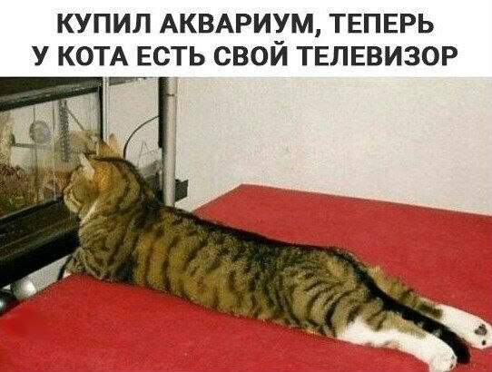 Люблю эту передачу - и про животных и про еду.