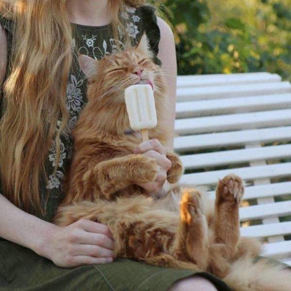 Бабе кота, коту мороженое