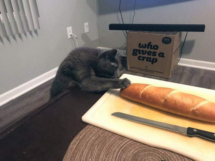 Хот дог, говоришь?