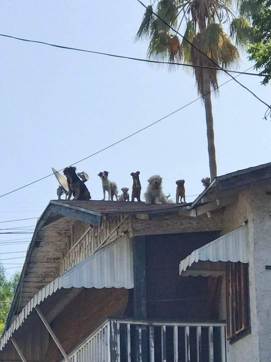 Корейцы в городе