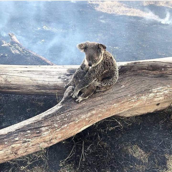 Бедняжка коала чуть не сгорела в австралии(((ваще не смешно,уберите фото нах