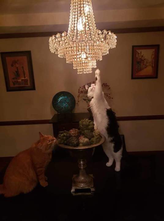 Дворянские коты, сытые и избалованные.