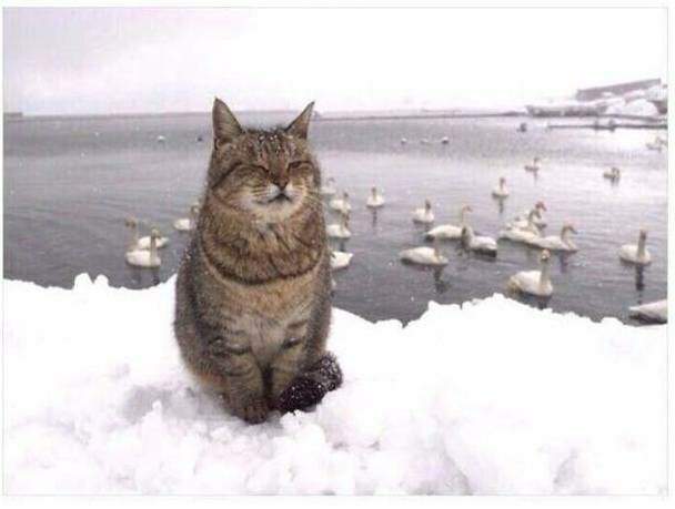 Ой и зачем мы их кормим? Всервно толку от них никакого. То ли дело корова.