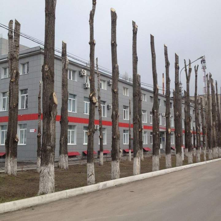 вверх уже не попрут, а крона будет пышнее, все правильно