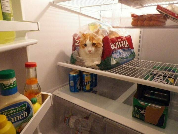 Ну, положил кота в пакет, пакет в холодильник и сфотографировал. Дальше что?