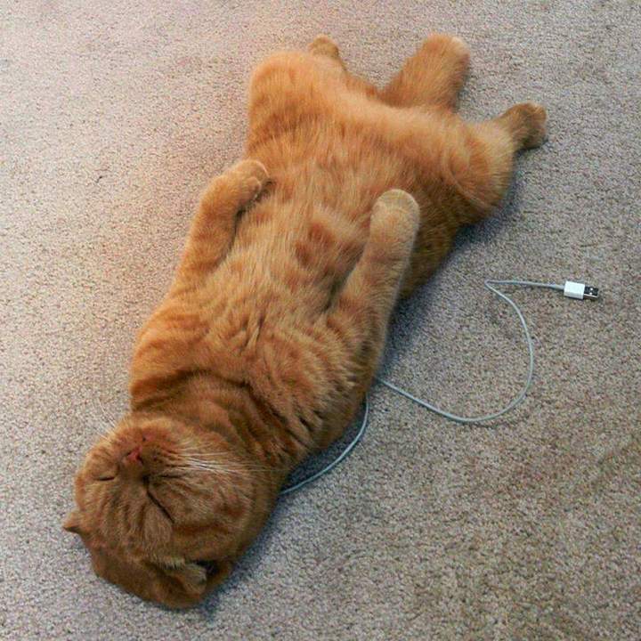 "котика выключили :("