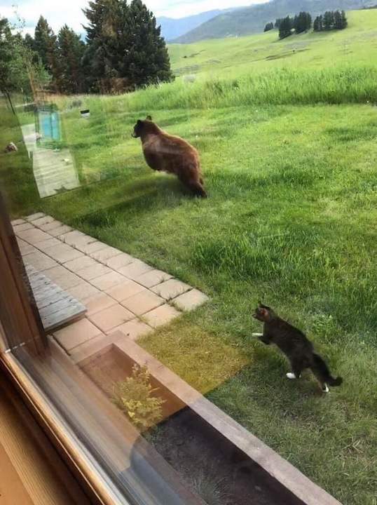 "Страшнее кошки зверя нет!"