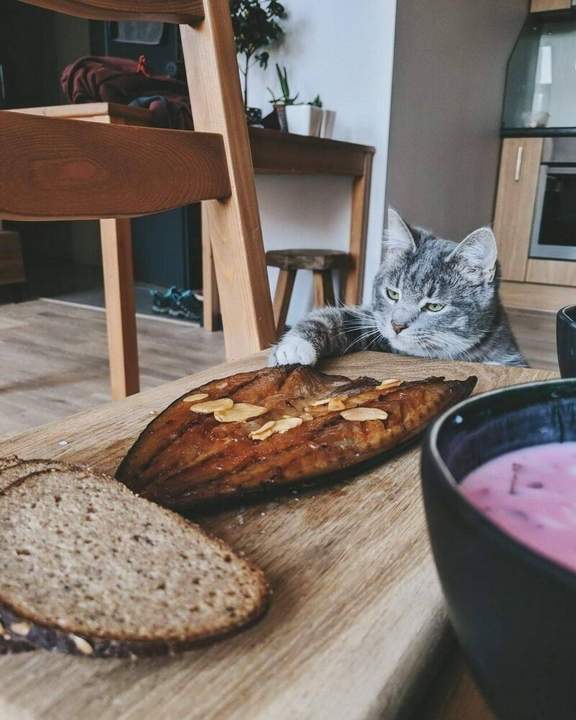 "Физиономия у кота заграничная.."