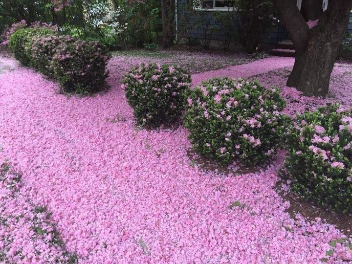 "Все в розовом цвете"