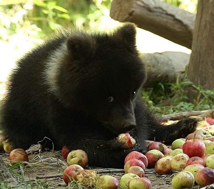 "-Я, это... тучка, тучка, тучка, я вовсе не медведь..."