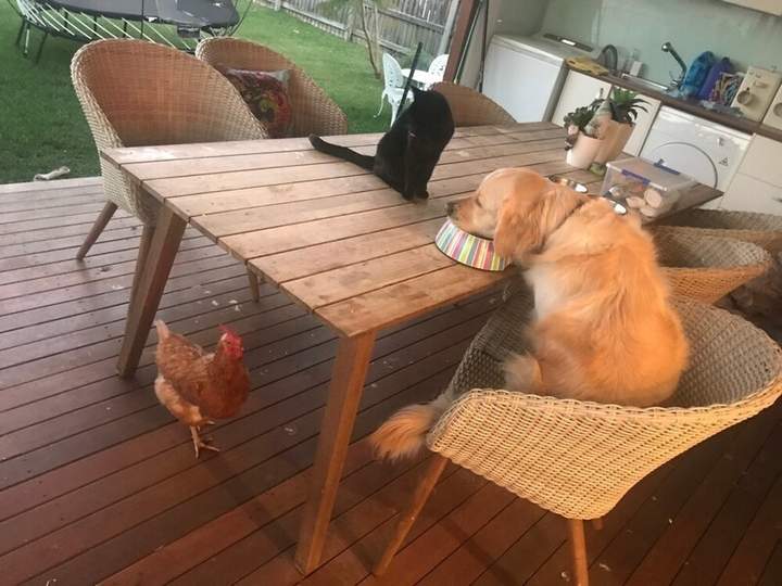 "- Это курица? - Это хаваеца!!!"