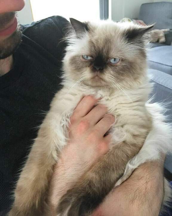 "Здравствуй, грусть..."