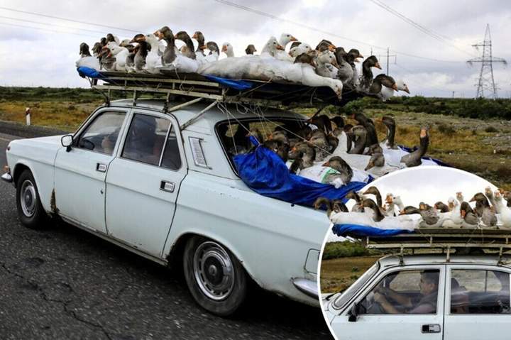 Были перелётные, стали