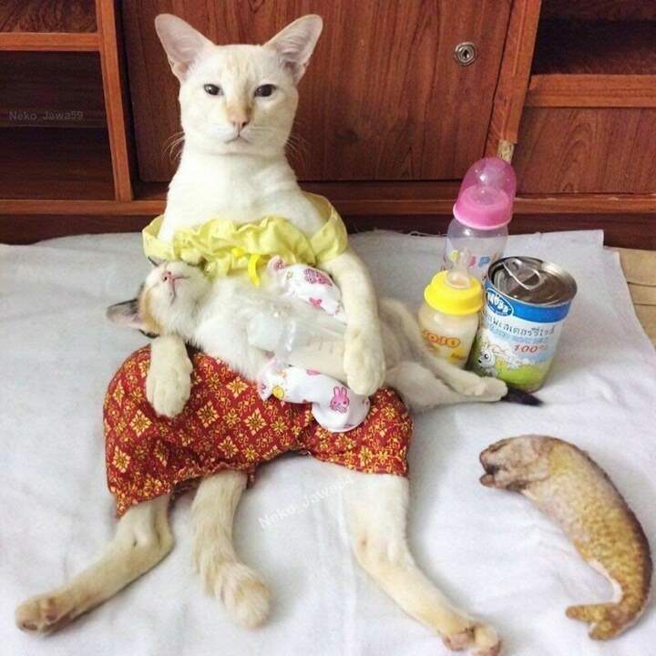 Сами мы не местные...