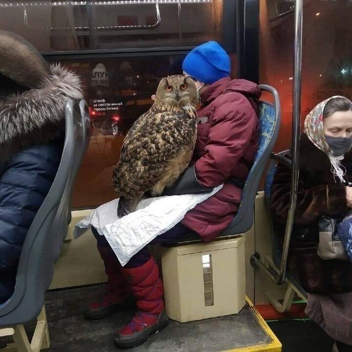 "-Чё вылупился - у меня проездной..."