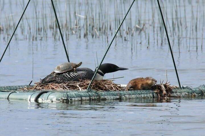 Водный теремок