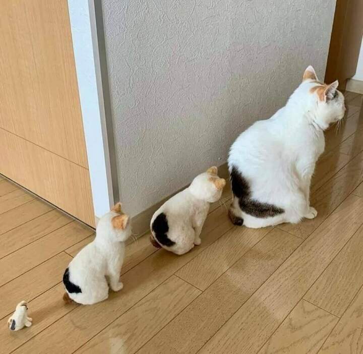 "Котрёшки."