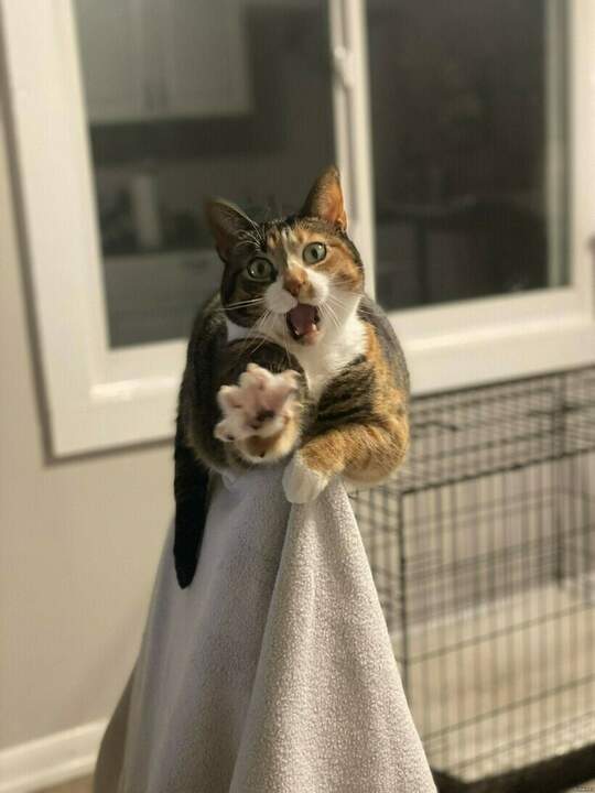 Не виноватая я, он сам пришёл!