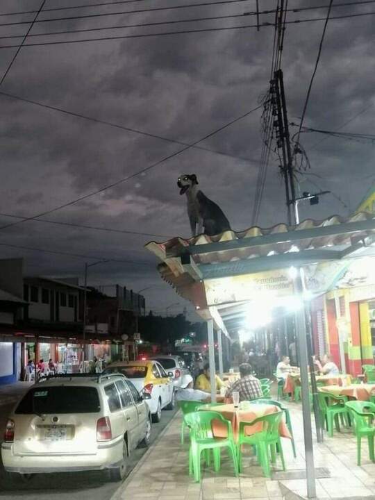 Хорошо быть романтиком на крыше шаурмы.... А не на столе.